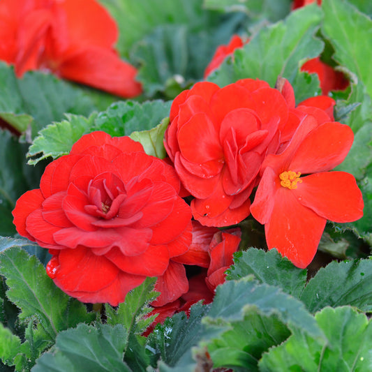 Begonia 'Non-Stop Dark Red'