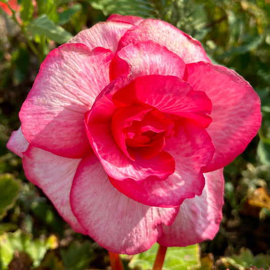 Begonia 'Rosebud'