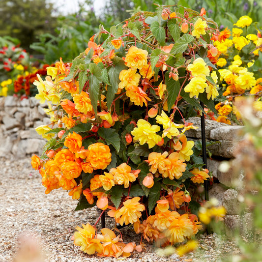 Begonia 'Trailing Apricot Shades'