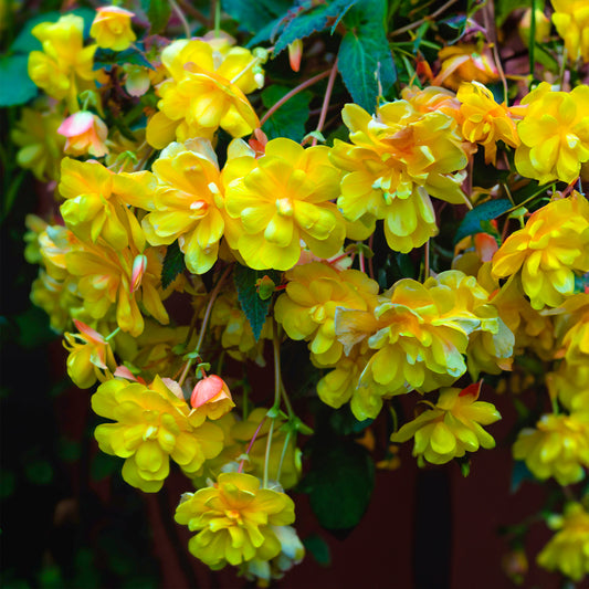 Begonia 'Trailing Lemon'