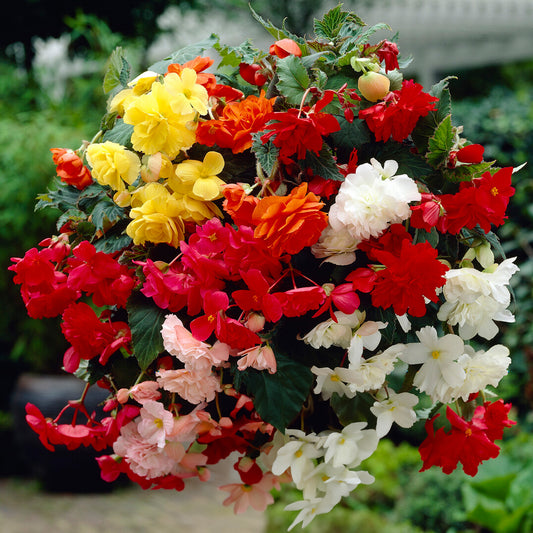 Begonia 'Trailing' Mix