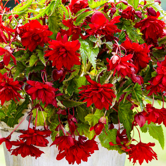 Begonia 'Trailing Scarlet'