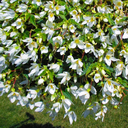 Begonia 'Trailing White'