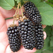 Blackberry 'Karaka Black'