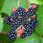 Blackberry 'Loch Maree'