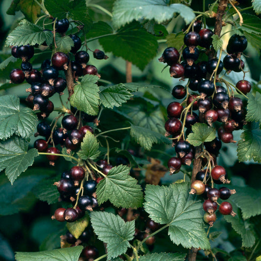 Blackcurrant 'Baldwin'