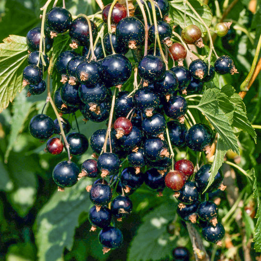 Blackcurrant 'Ben Nevis'