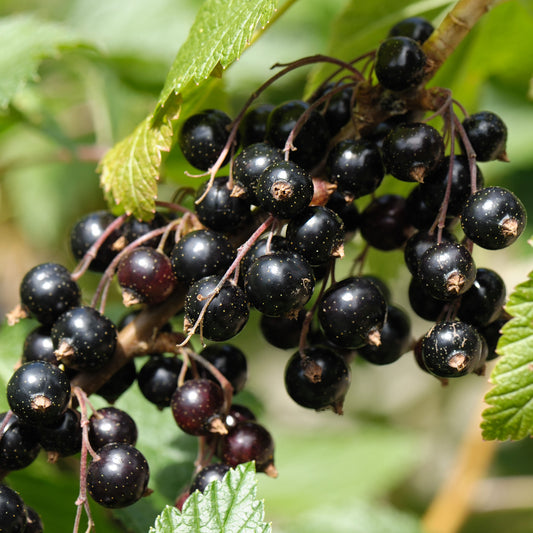 Blackcurrant 'Black Marble'