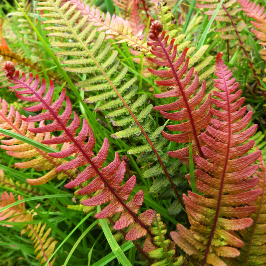 Blechnum 'Volcano'