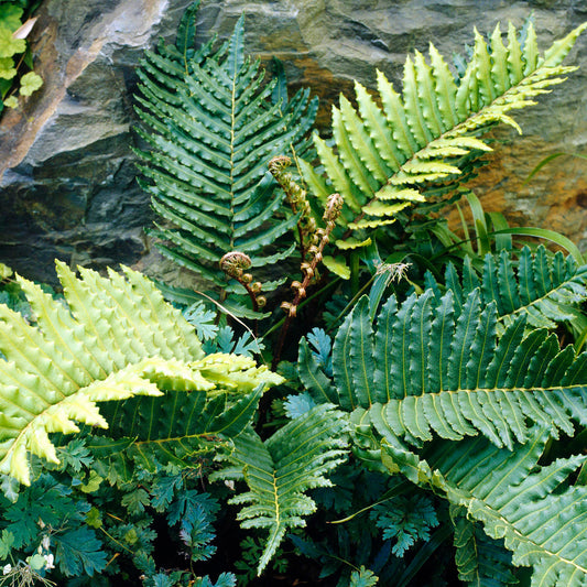 Blechnum tabulare