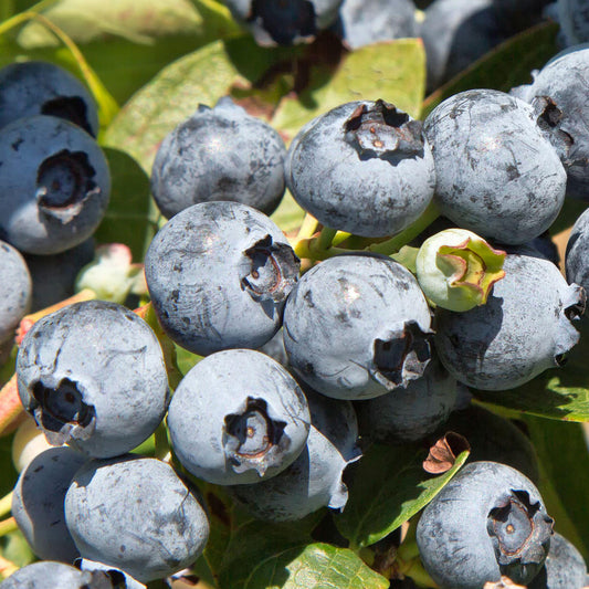 Blueberry 'Blue Jay'