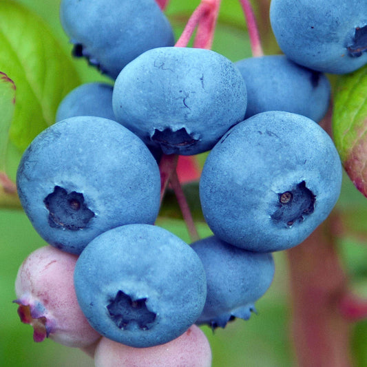 Blueberry 'Chandler'