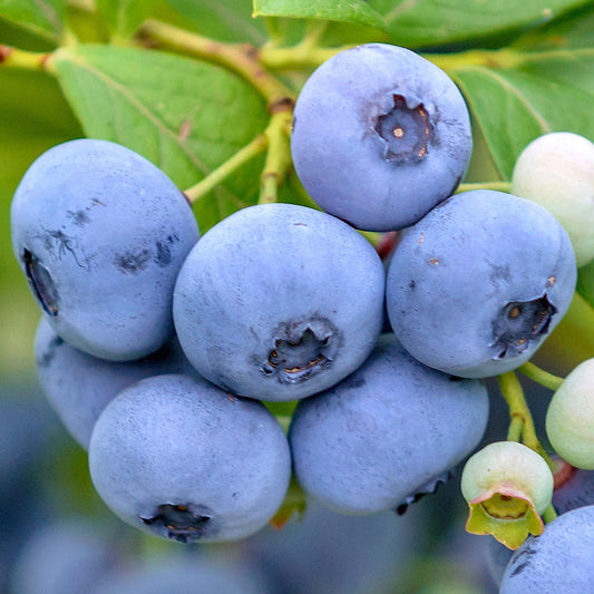 Blueberry 'Elizabeth'