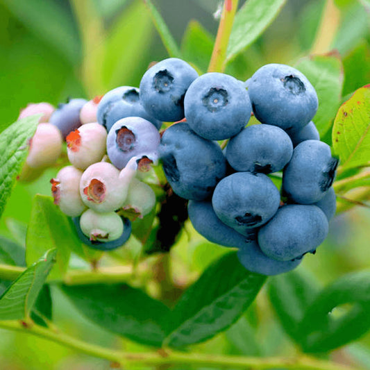 Blueberry 'Nelson'