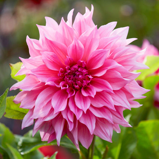 Dahlia 'Cafe Au Lait Rose'