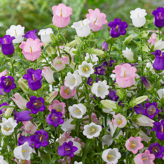 Campanula Mix