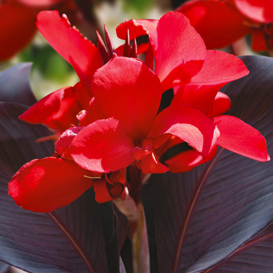 Canna 'Australia'