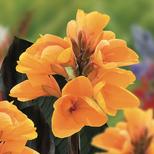 Canna 'Chocolate Sunrise'