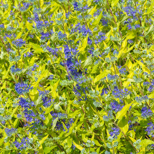 Caryopteris 'Worcester Gold'