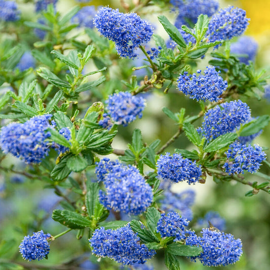 Ceanothus 'Italian Skies'