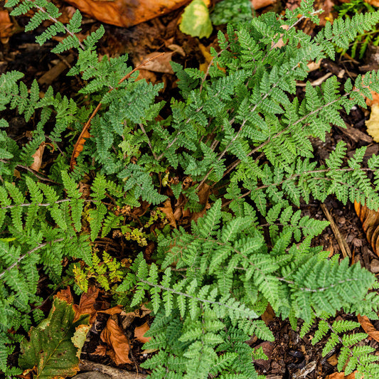 Cheilanthes lanosa