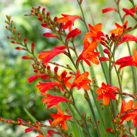 Crocosmia 'Red King'