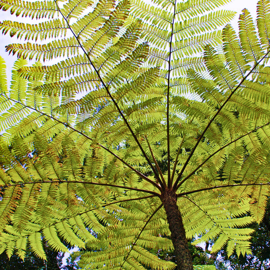 Cyathea cooperi