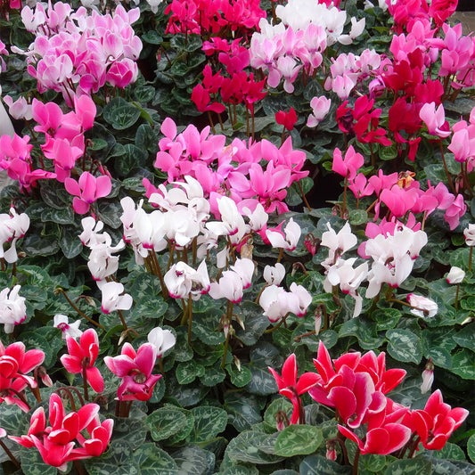 Cyclamen Mix