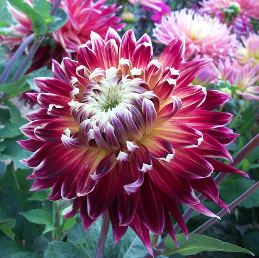 Dahlia 'Akita'