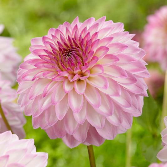 Dahlia 'Arbatax'