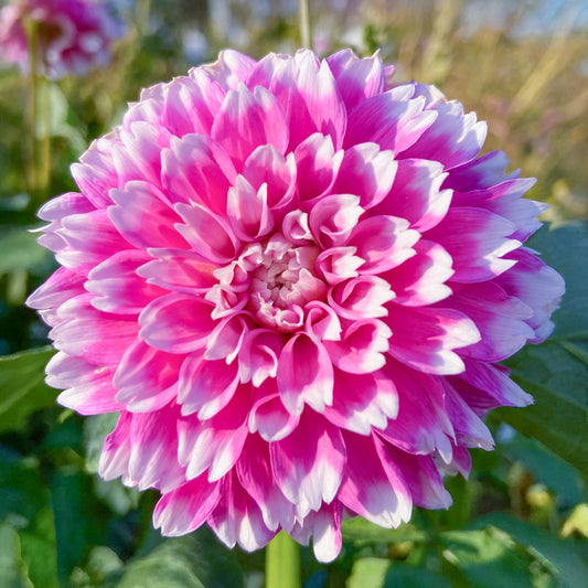 Dahlia 'Be Kind'