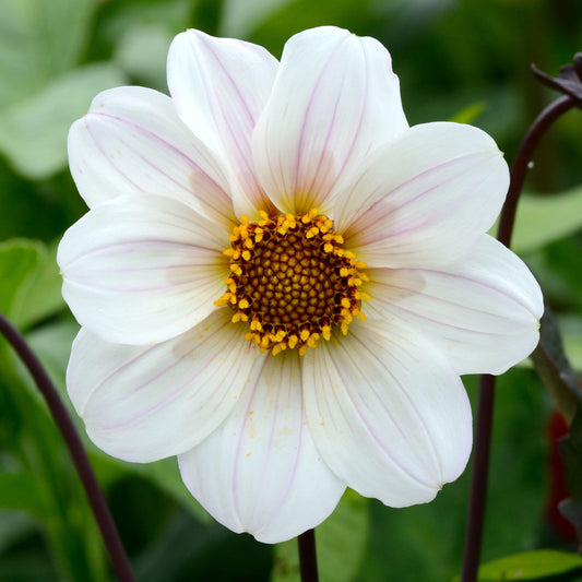 Dahlia 'Bishop of Dover'