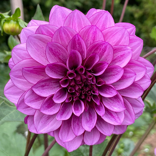 Dahlia 'Blue Bell'