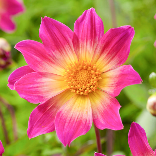 Dahlia 'Bright Eyes'