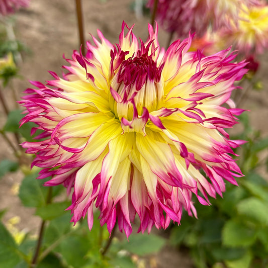 Dahlia 'Caproz Josephine'