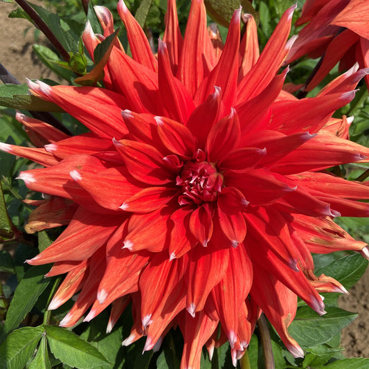 Dahlia 'Colour Spectacle'