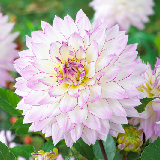 Dahlia 'Crazy Love'