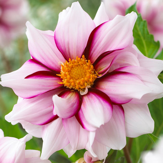 Dahlia 'Edge of Joy'