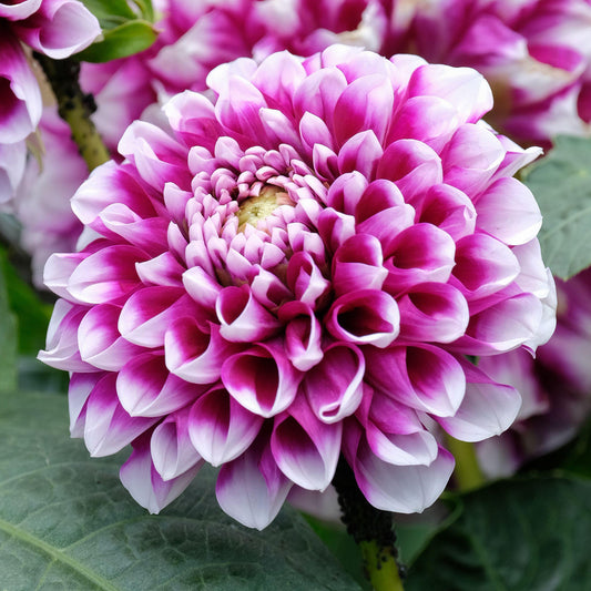 Dahlia 'Edinburgh'