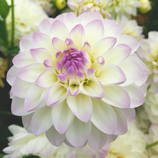 Dahlia 'Eveline'