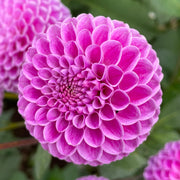 Dahlia 'Franz Kafka'