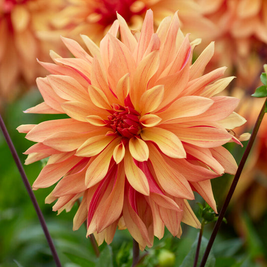 Dahlia 'French Can Can'