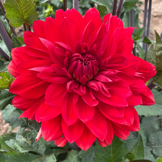 Dahlia 'Garden Wonder'