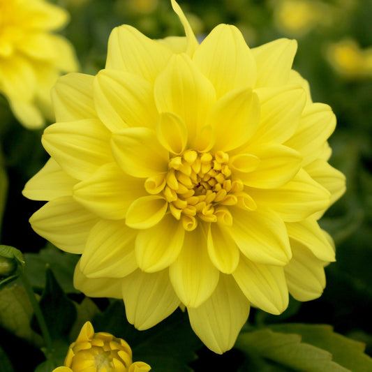 Dahlia 'Golden Emblem'