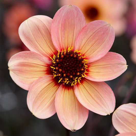 Dahlia 'Kiss'