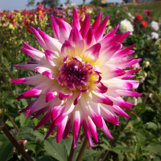 Dahlia 'Hayley Jane'