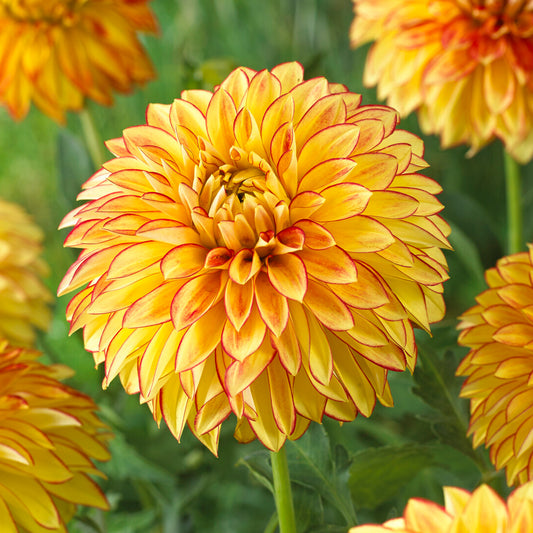 Dahlia 'Lake Ontario'