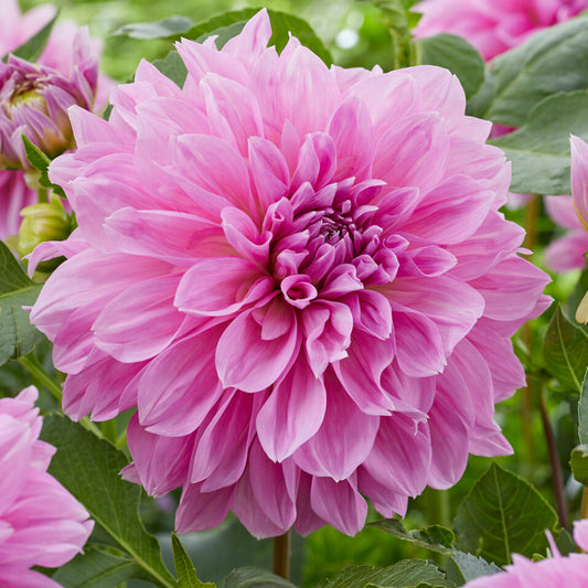 Dahlia 'Lavender Perfection'