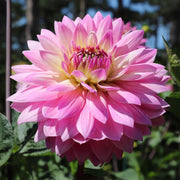 Dahlia 'Lucca Johanna'