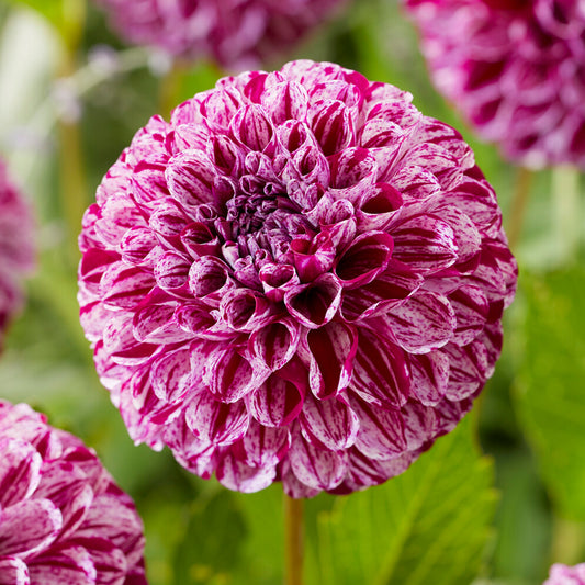 Dahlia 'Marble Ball'